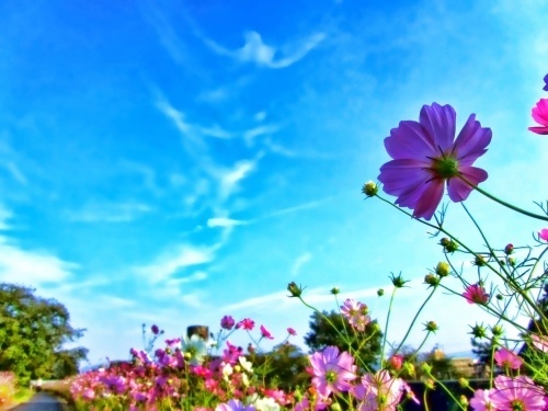 PHOT00000000000C4597_500_0.jpg