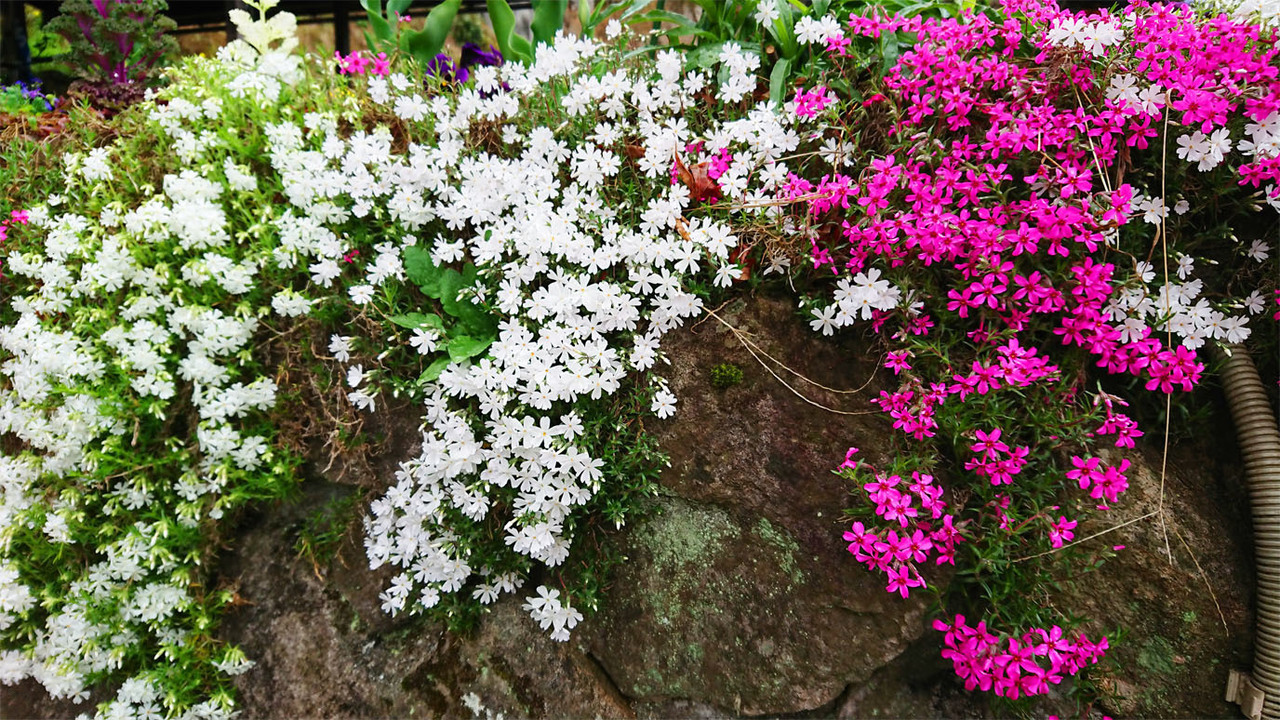 DSC_2142.jpg