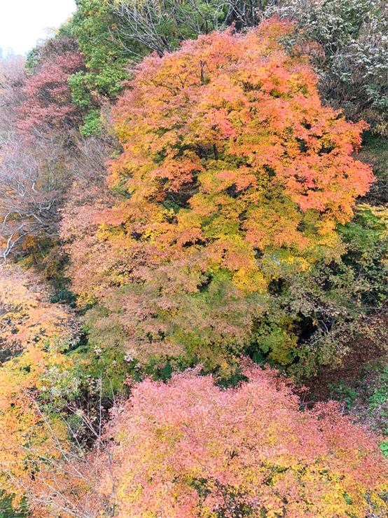 紅葉1.jpg