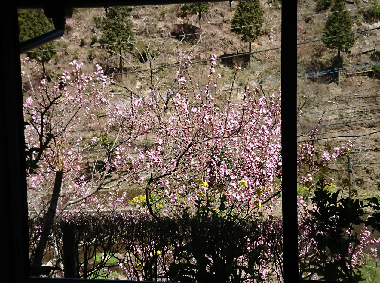 sakura.jpg