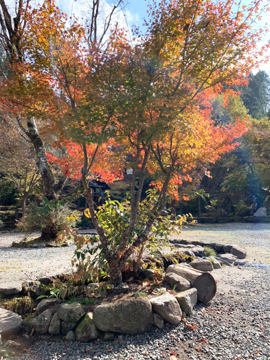 紅葉.jpg