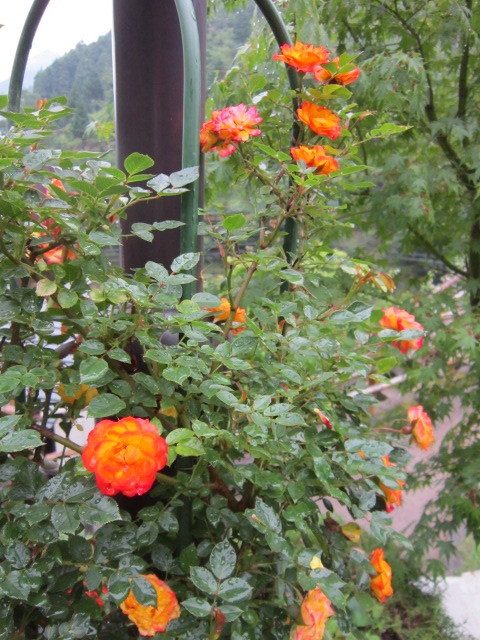IMG_1762.JPG