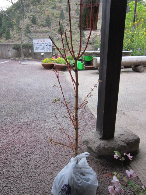 IMG_1742.JPG