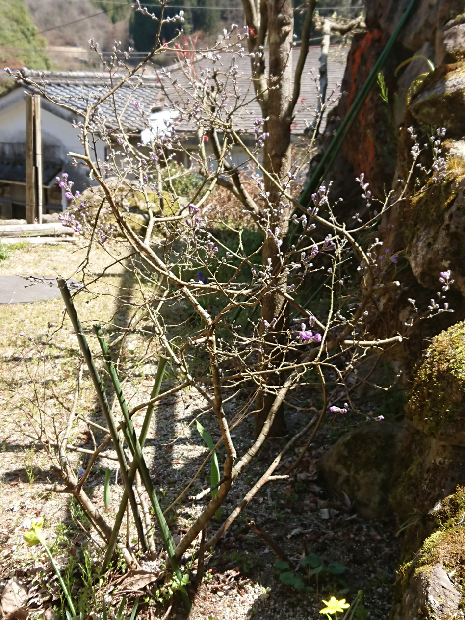 長寿の花.jpg