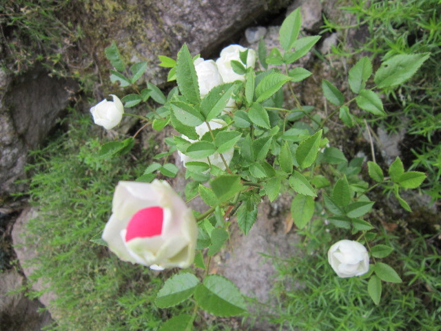 IMG_1755.JPG