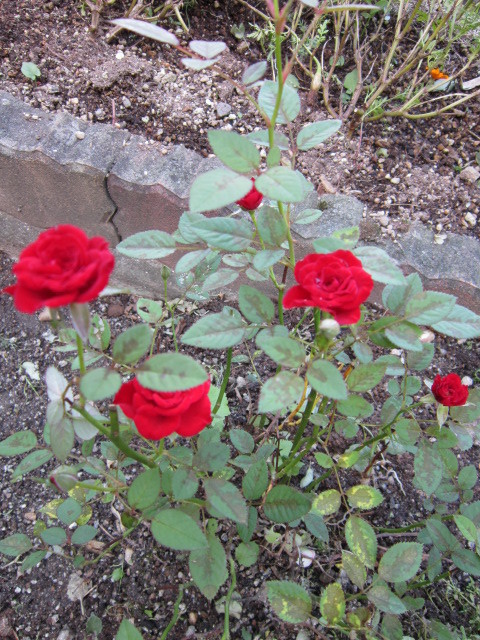 IMG_1781.JPG