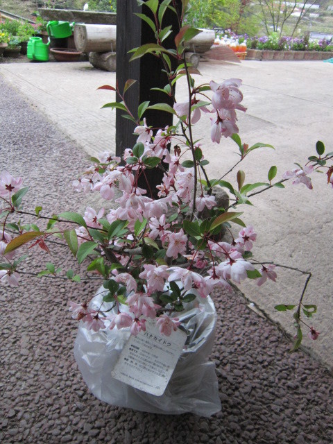 IMG_1741.JPG